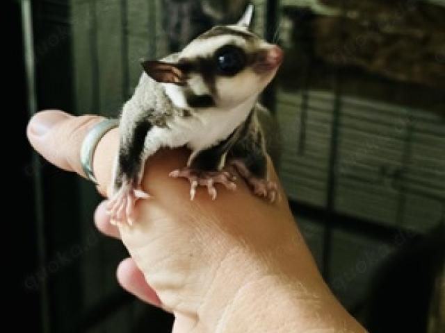 Sugar Glider 1.0 Jungtier ( männlich ), Kurzkopfgleitbeutler - 1